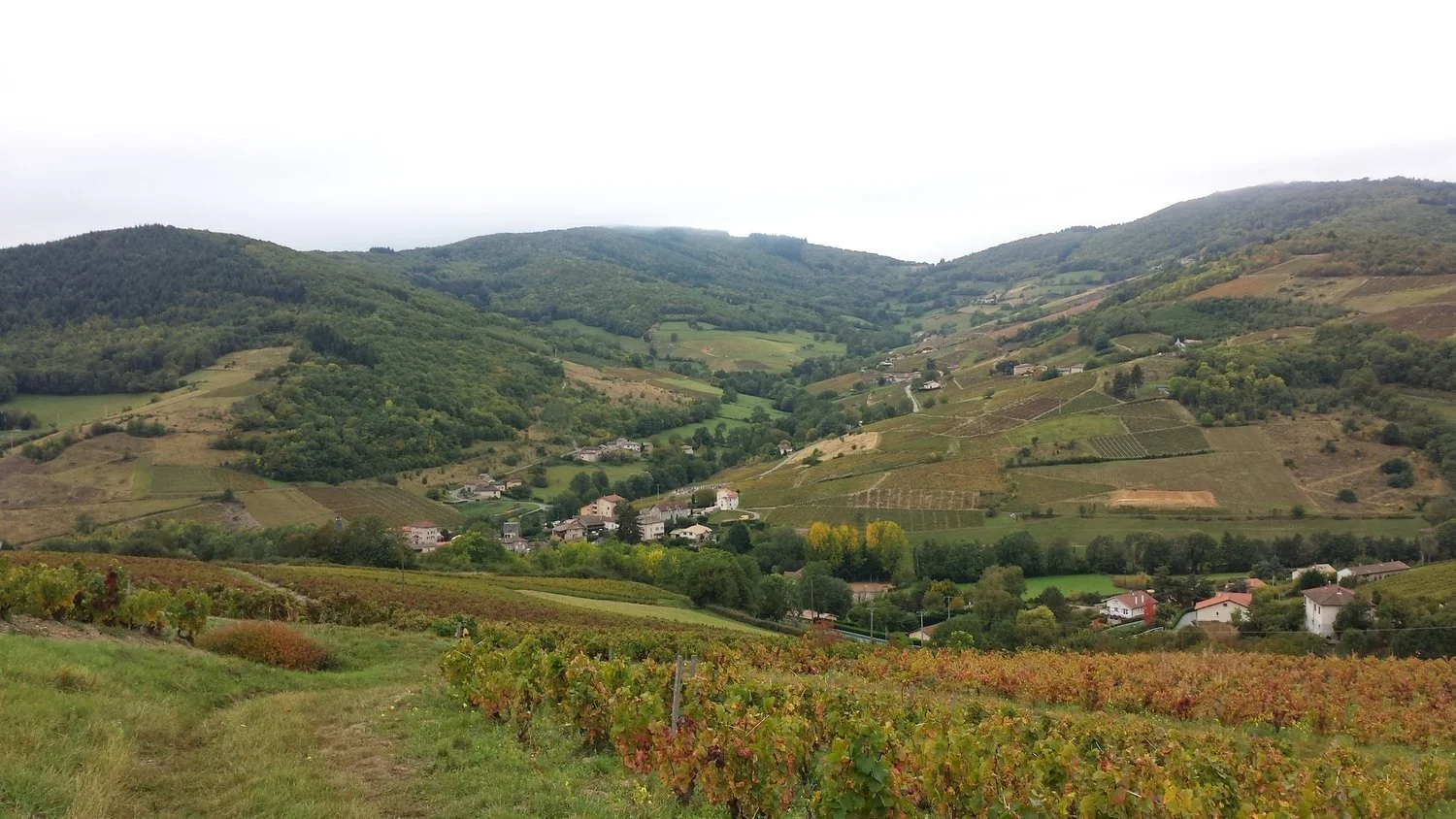 Le Grain de Seneve / Herve Ravera — Campbell Burton Wines
